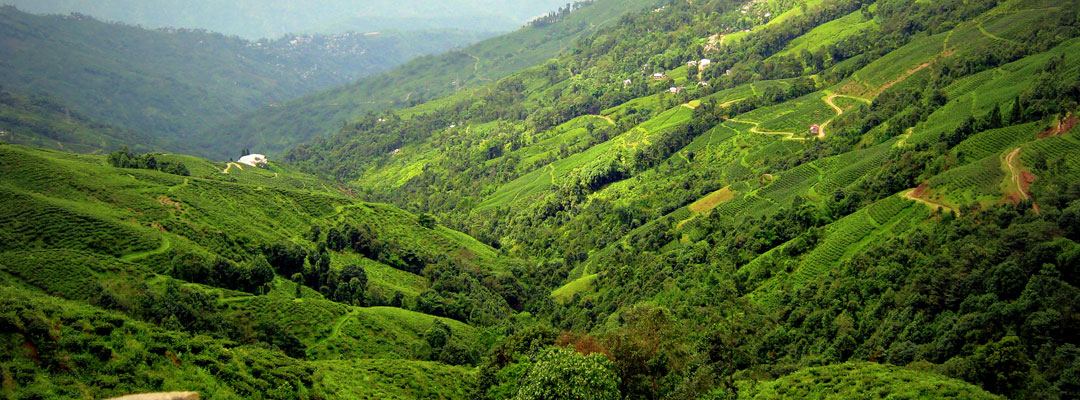 Darjeeling